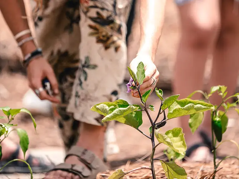 Close-up of a hand touching a young plant with a purple blossom in the garden bed