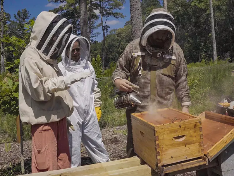 Three people in beekeeping suits working a wooden hive with a smoker outdoors